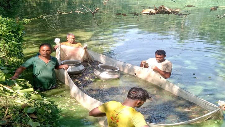 রাণীনগরে পুকুরে বিষ প্রয়োগে ১৫লাখ টাকার সিং মাছ নিধনের অভিযোগ